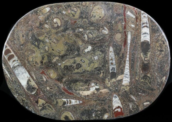 -/ Fossil Orthoceras & Goniatite Plate - Stoneware #40538